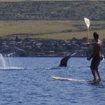 Buckelwal auf Maui